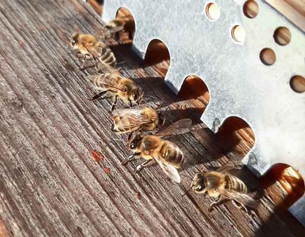 Le MOULIN du PAROY abeilles